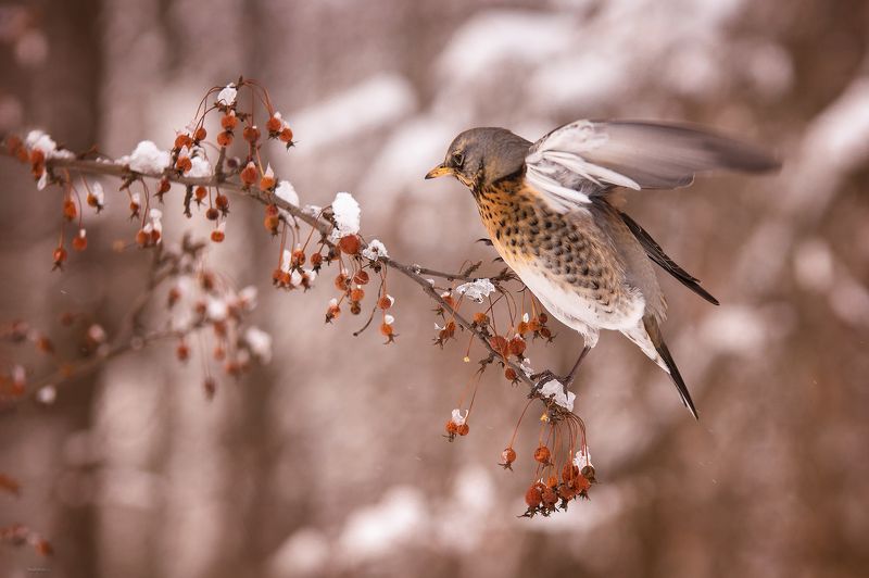 Дроздовые будни фото превью