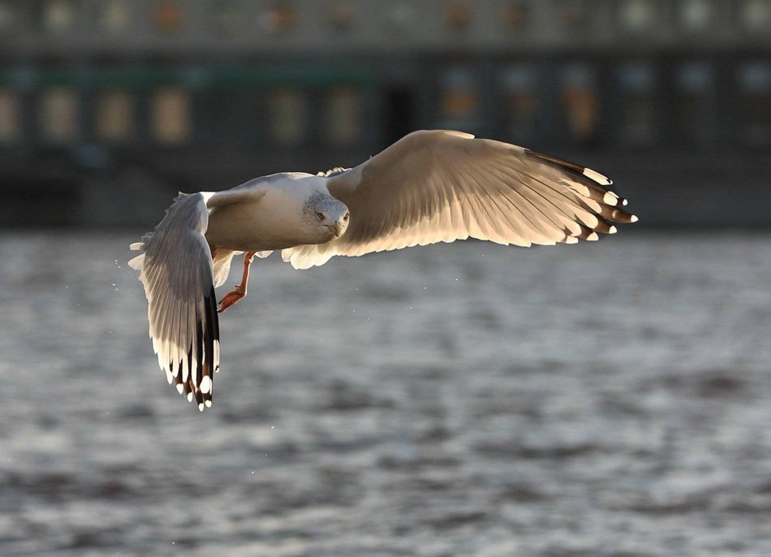 , Николай Бобов