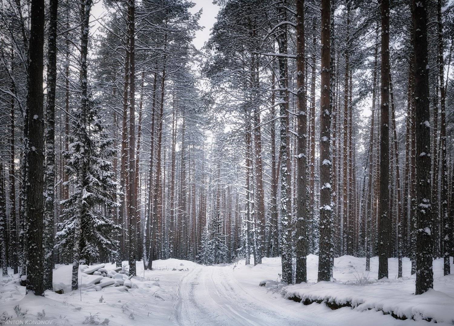 , Антон Кононов