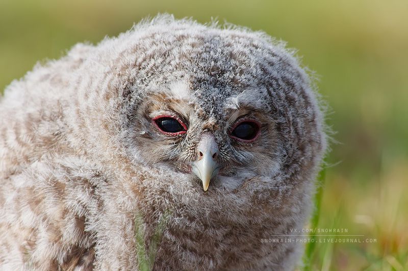 owl, wildlife, wildlife photography, анималистика, сова,птицы, фотоохота, birds, nature Птенец серой неясыти фото превью