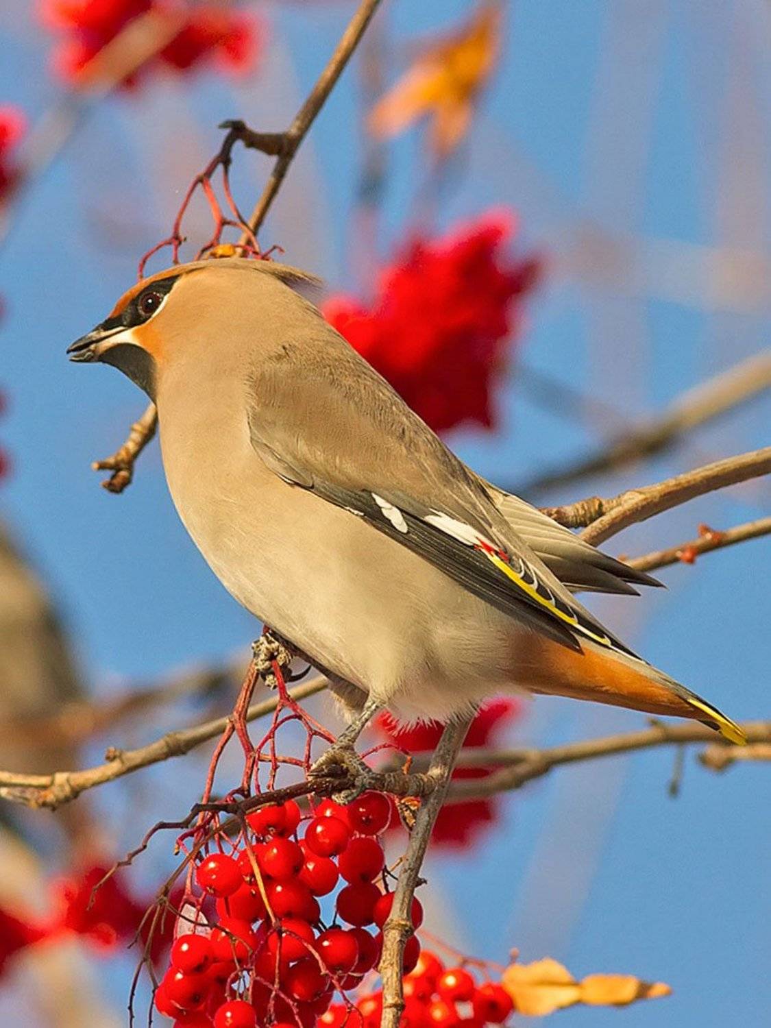 свиристель,птицы,природа,анималистика,север,коми,зима,печора, Игорь Триер