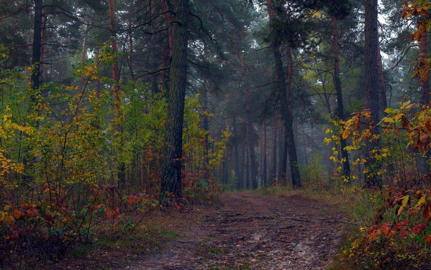 лес, осень, октябрь, сырость, туман, Галанзовская Оксана