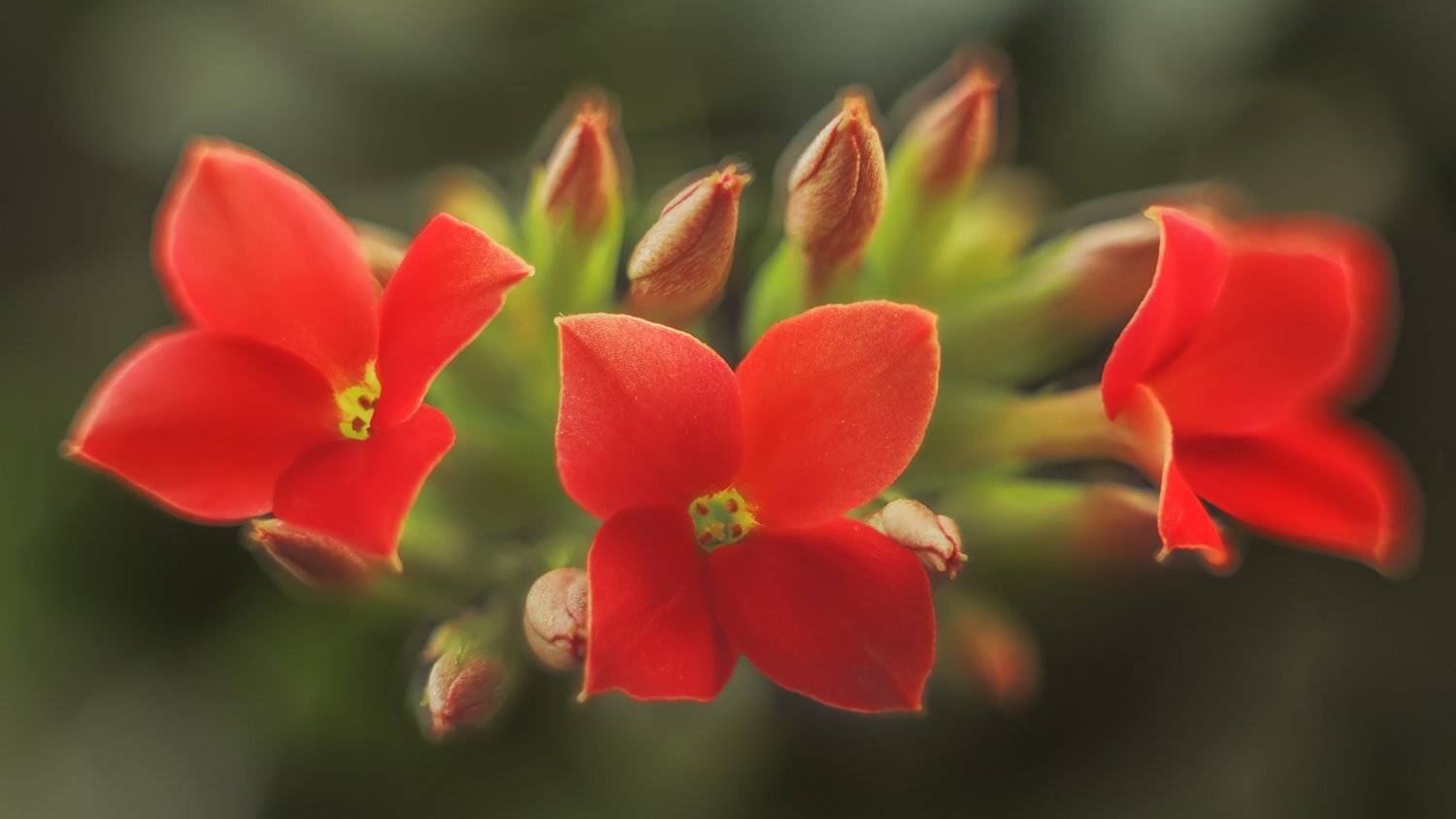 , Николай Андреев