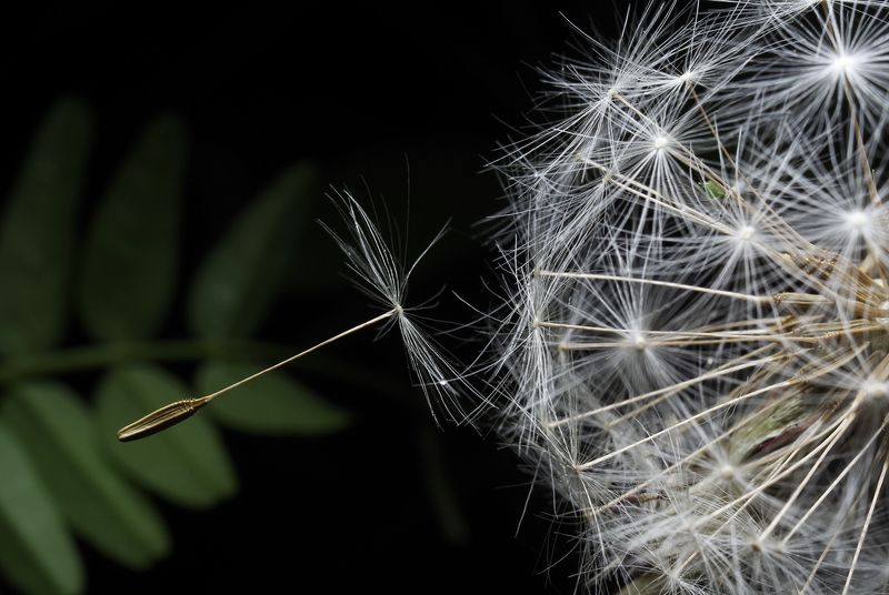 Отщепенец фото превью