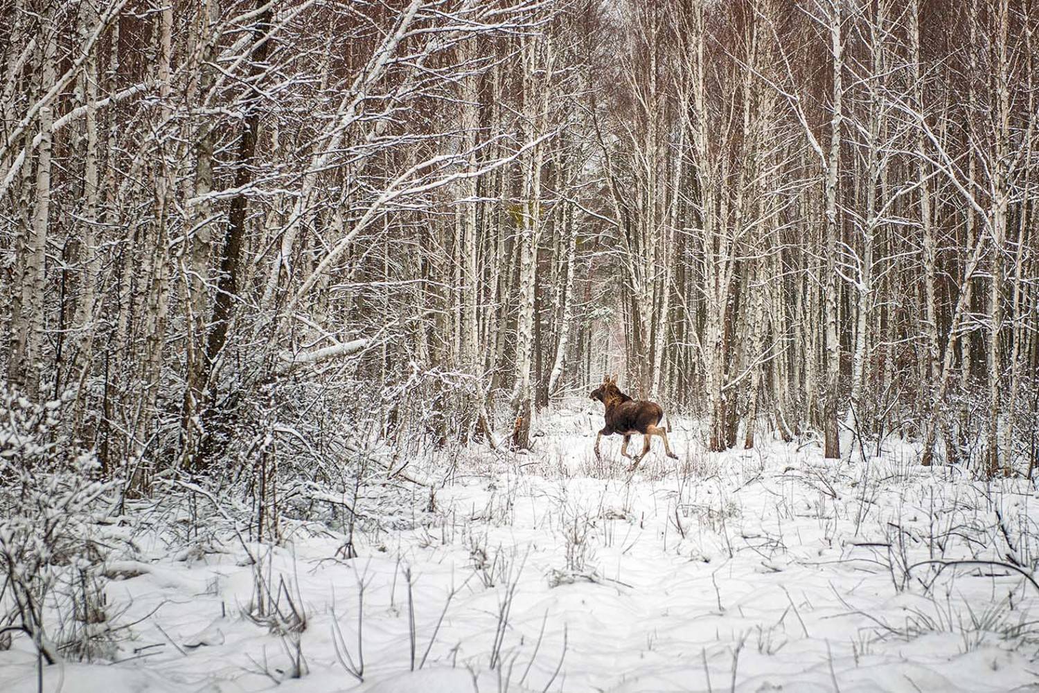 , Kantsyrenko Sergey