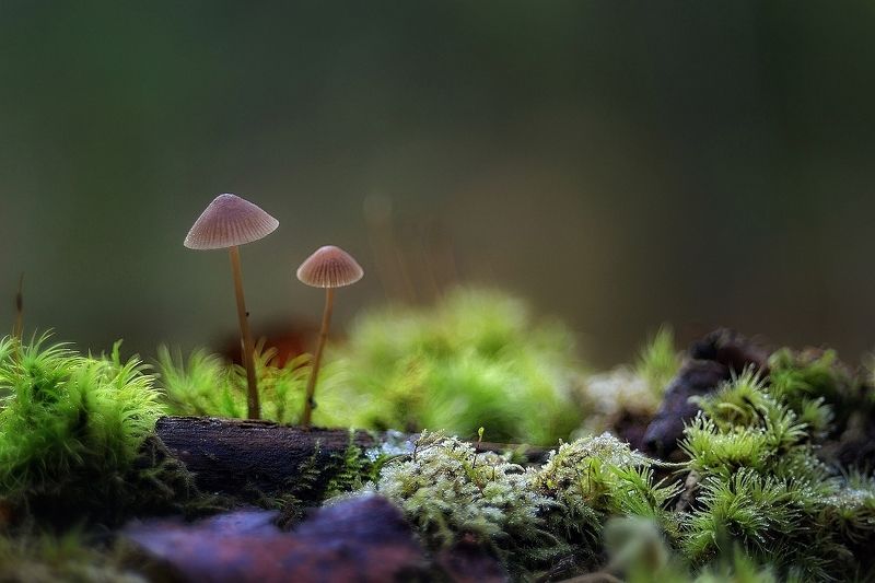 макро,грибы,лес лесные зарисовки... фото превью