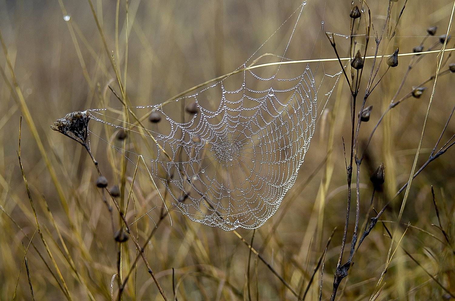, Елена Вапняр