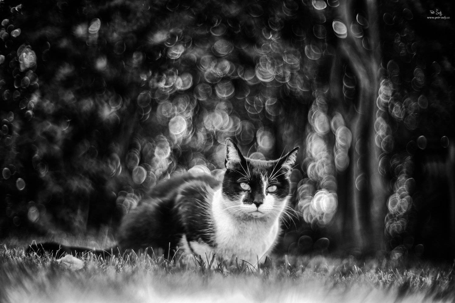 cat, canonrf, bokeh , animal, bw, Petr &Scaron;ed&yacute;