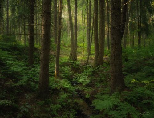 Лес под холмом