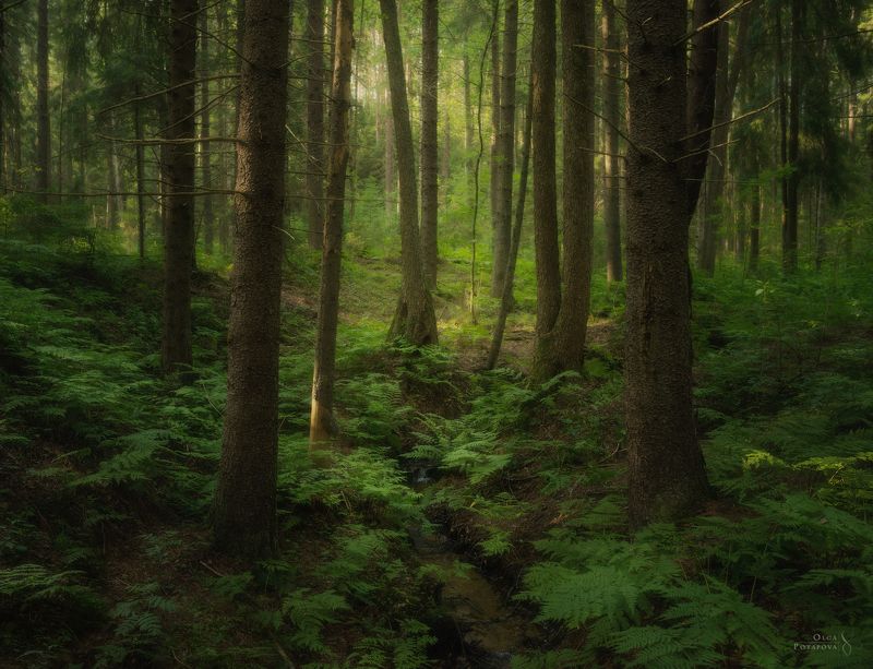 ленинградская область, лес, деревья, комарово, еловый лес, ель, зелень, лето, ручей Лес под холмом фото превью