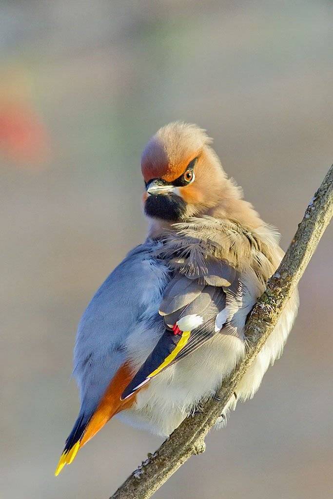 свиристель,птицы,природа,анималистика,север,коми,зима,печора,the waxwing,bird,nature,animal,north,komi,winter,pechora, Игорь Триер