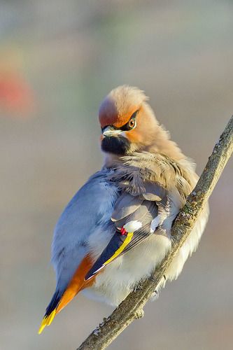 Свиристель