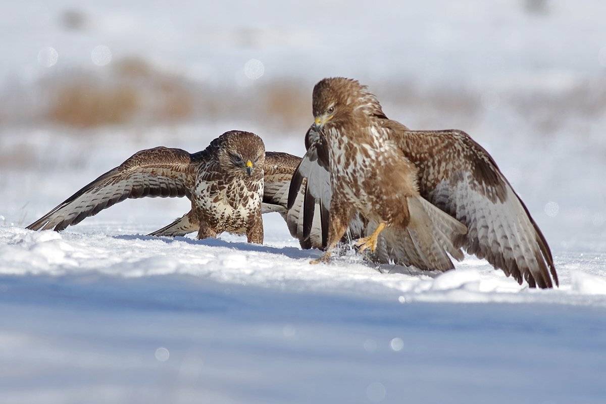 , Георги Славов