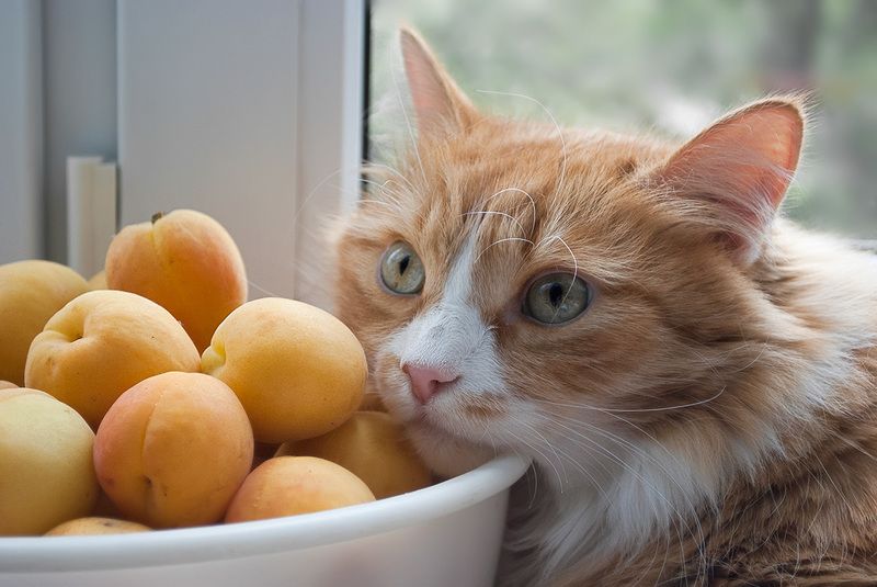 Мальчик с абрикосами фото превью