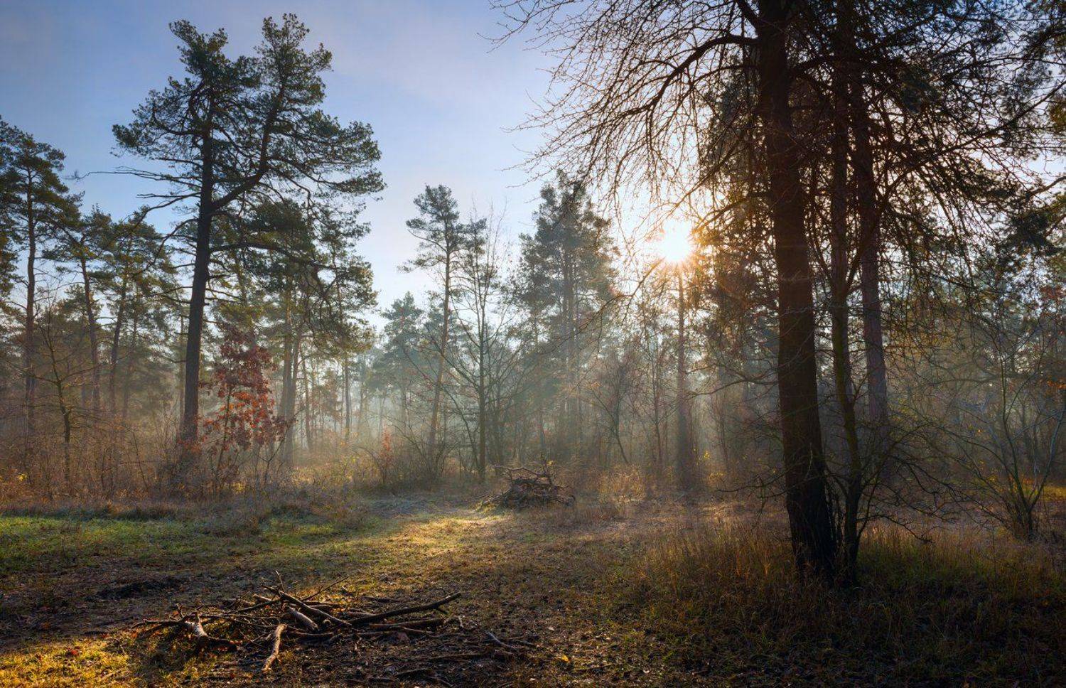 лес, осень, ноябрь, рассвет, солнце, туман, изморозь, Галанзовская Оксана