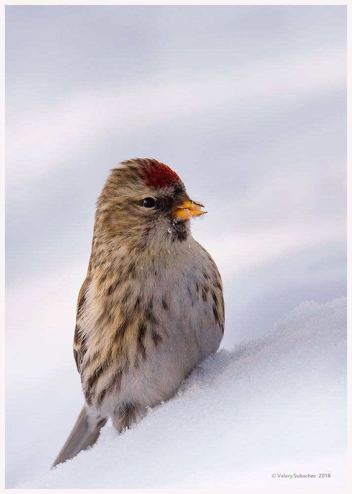 , Валерий Субачев