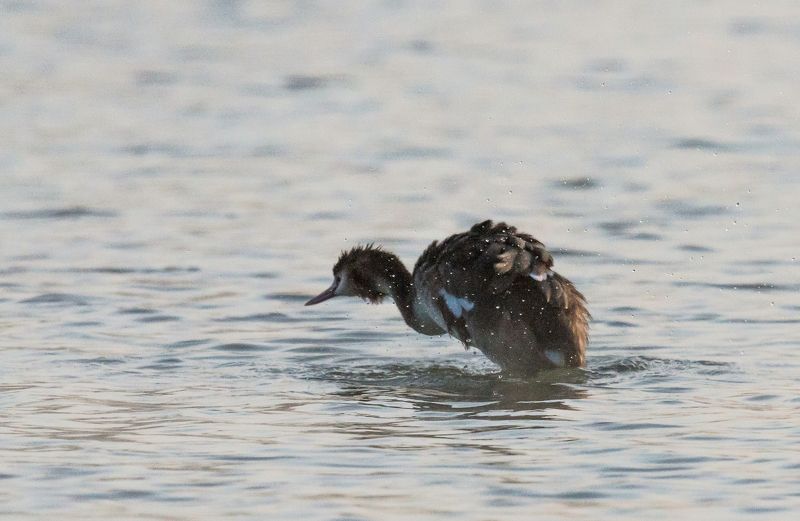 река, кубань, утро, туман, утка НАДО НЫРНУТЬ фото превью