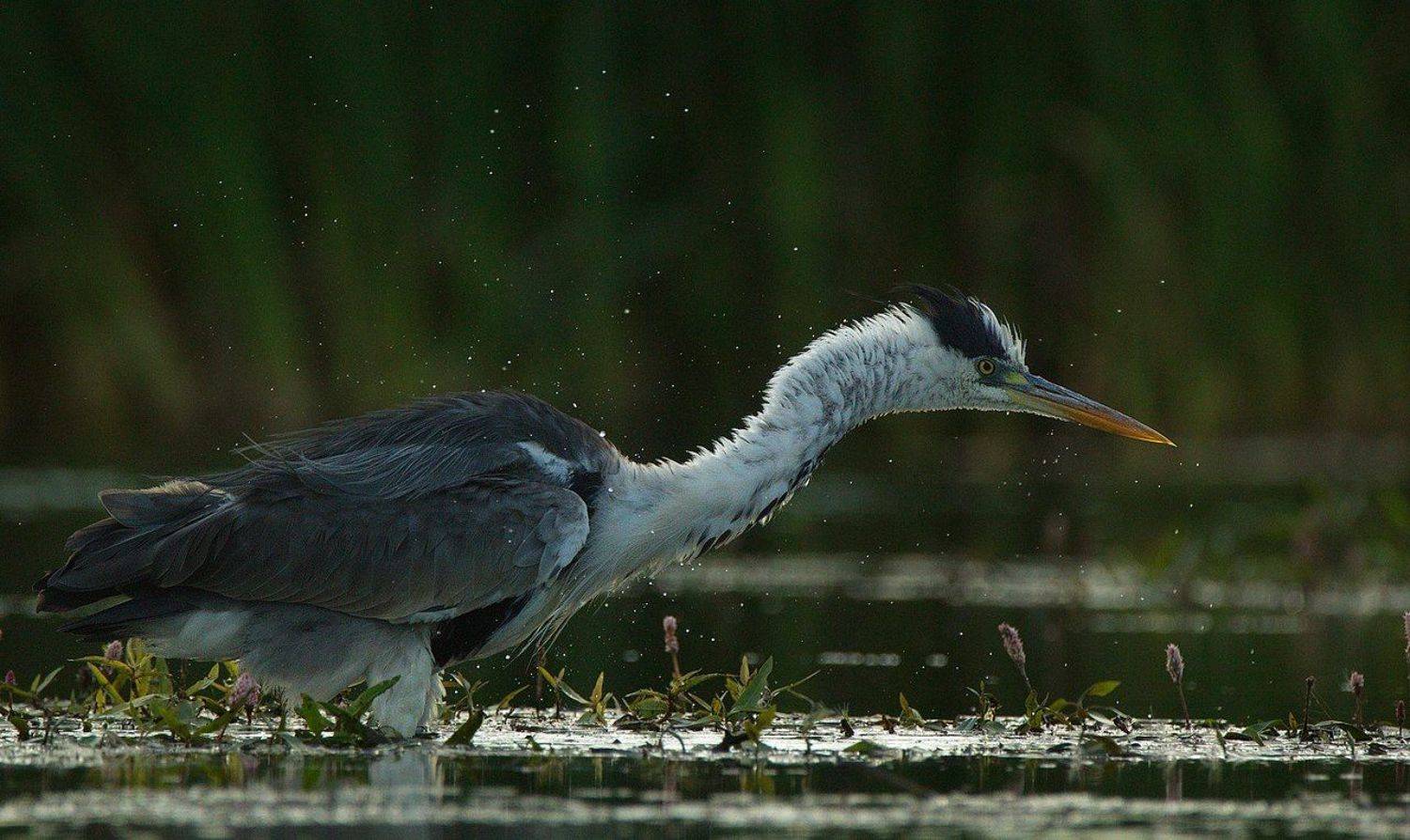 , Каранов Николай