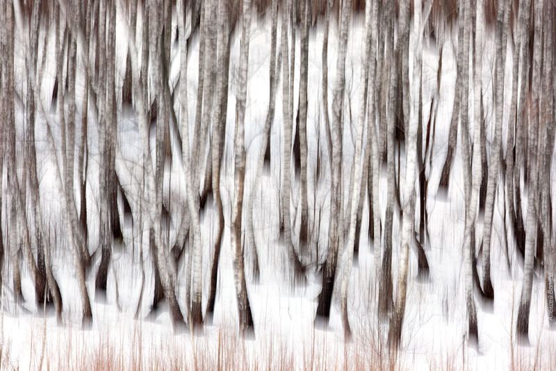 береза, абстракция Безудержная дискотека фото превью