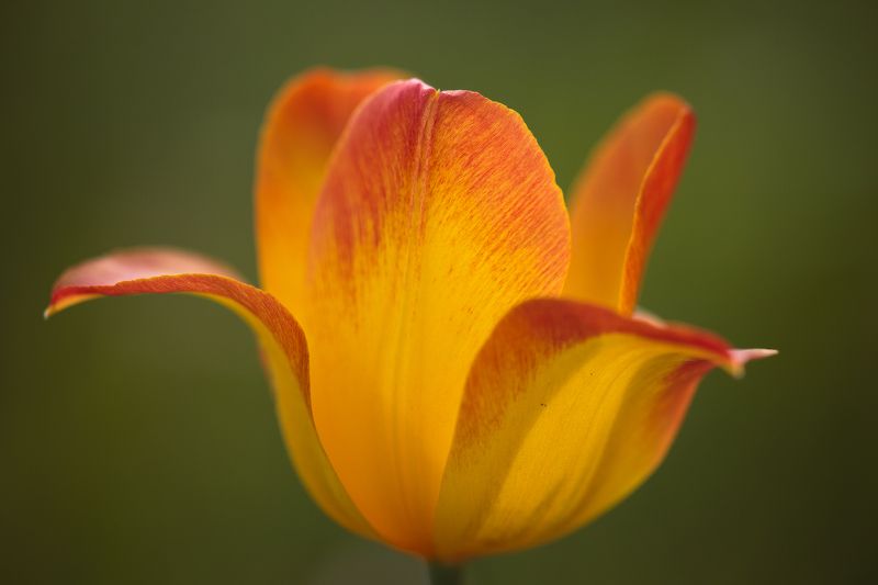 В поисках лазоревого цветка фото превью