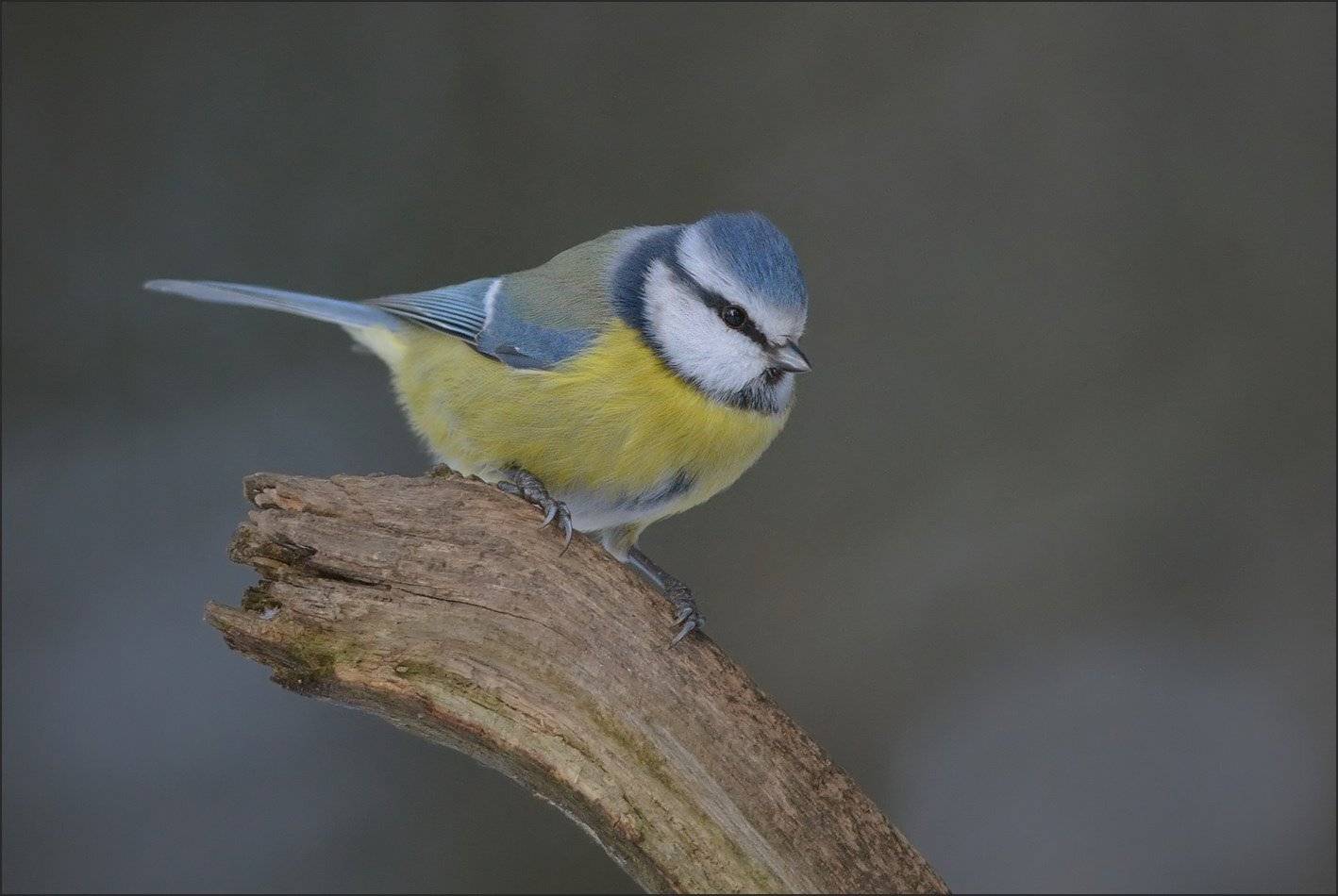 лазоревка, Андрей Медведев