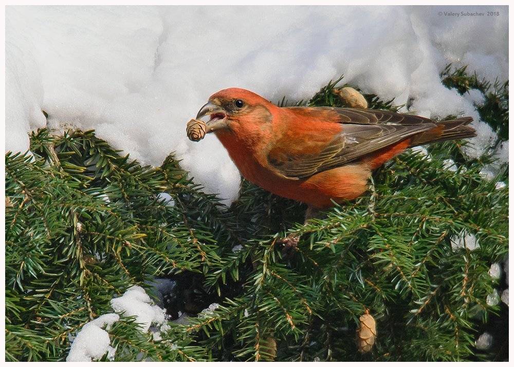 , Валерий Субачев