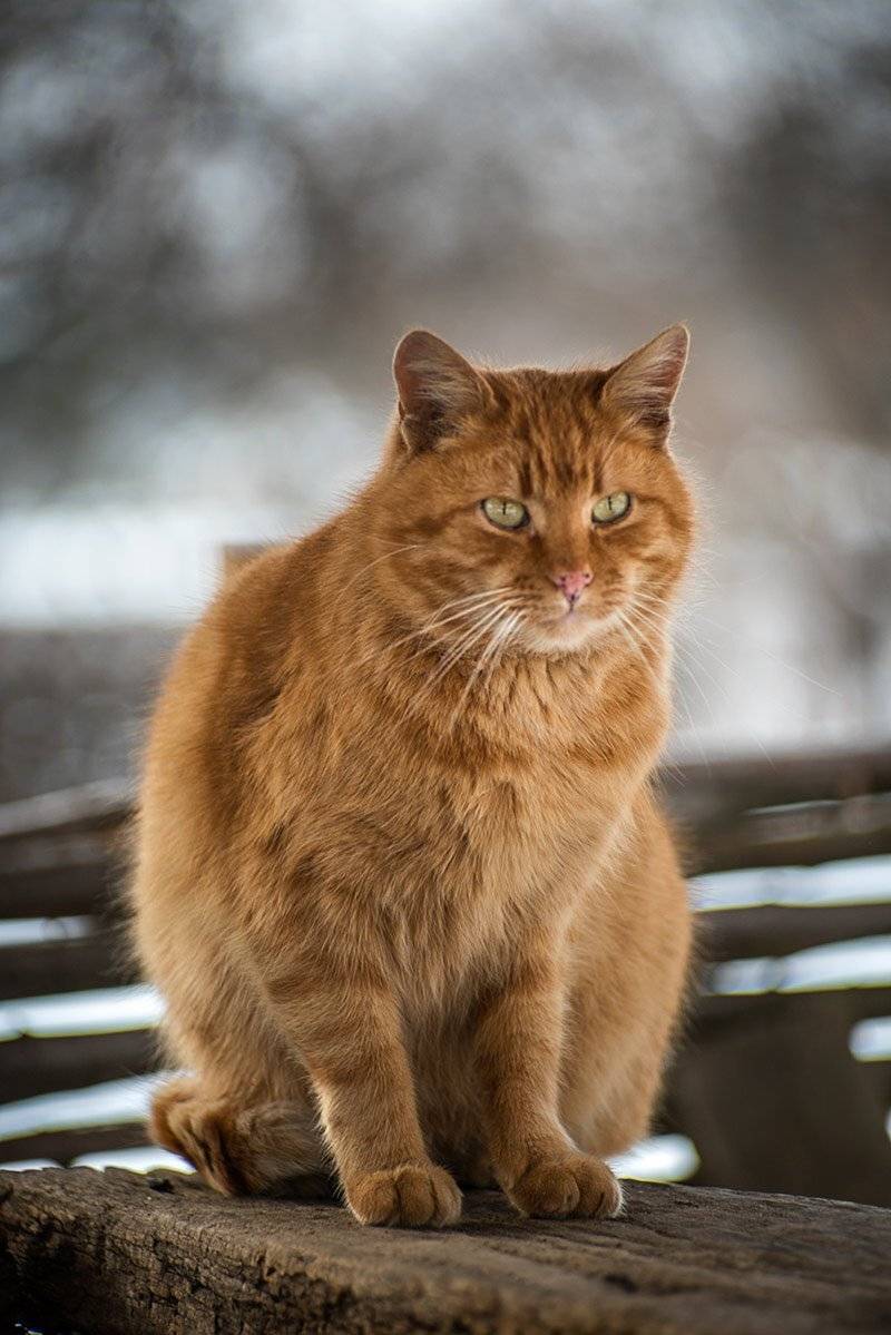 , Юрий Юрьев