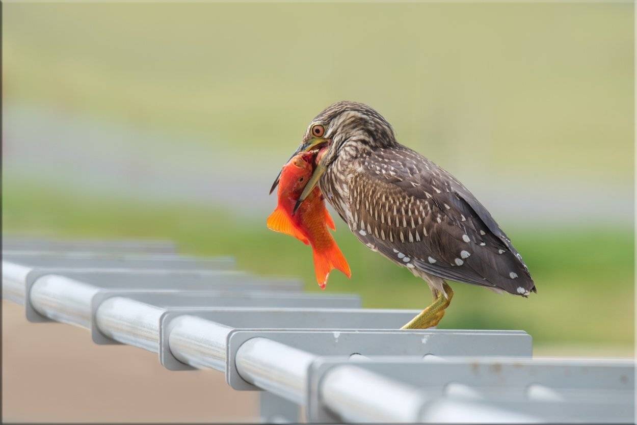 цапля, кваква, рыбка, февраль, утро, Людмила Бекман
