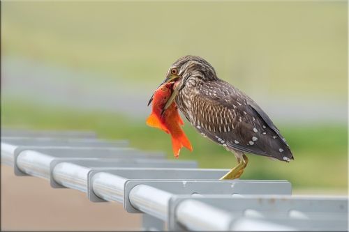 Про удачу и беду