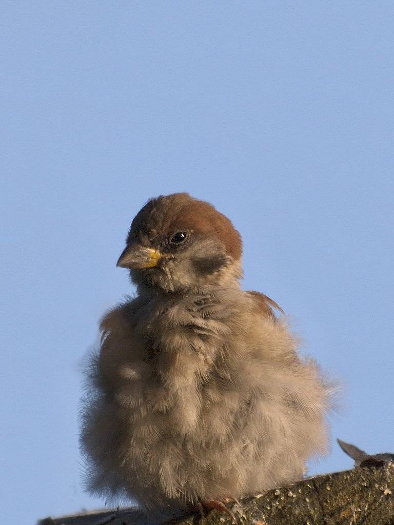 птицы,север,печора,коми,анималистика,воробей,природа,фауна,birds, north,pechora, komi, animalism,sparrow, nature, fauna,, Игорь Триер
