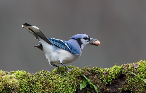 Голубая сойка - Blue Jay