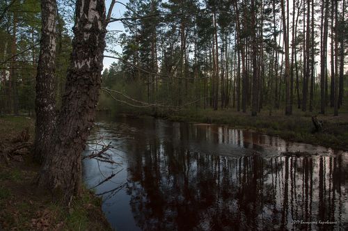 Утро на лесной речушке