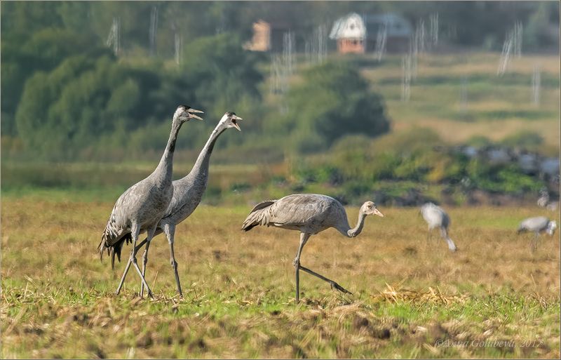 птицы, природа, журавль, grus grus, серый журавль, осень, 2017, сентябрь, россия, подмосковье Раз, два левой, мы шагаем смело! фото превью