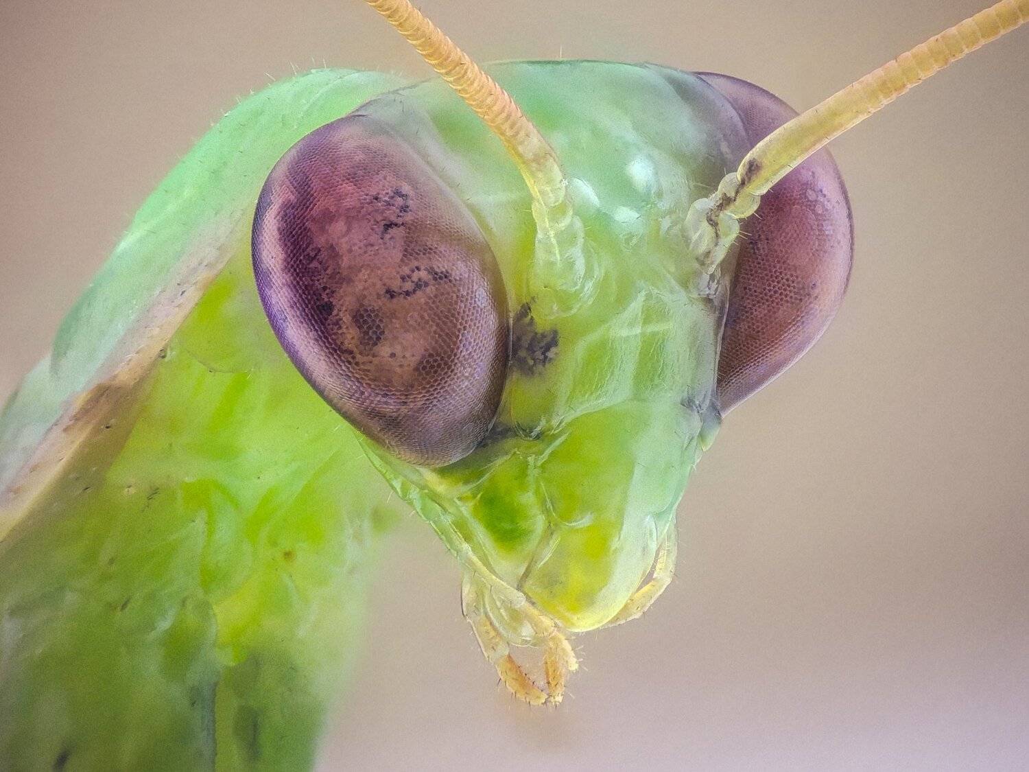 ceclii, macro, extrememacro, Tsvetan Ganev