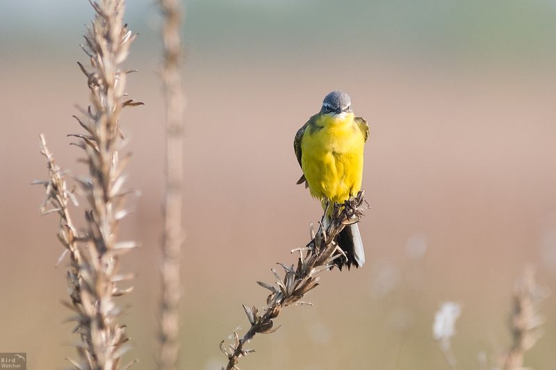 motacilla flava, male, birds, bird, morning, nature Don\'t disturb me, I\'m busy! фото превью