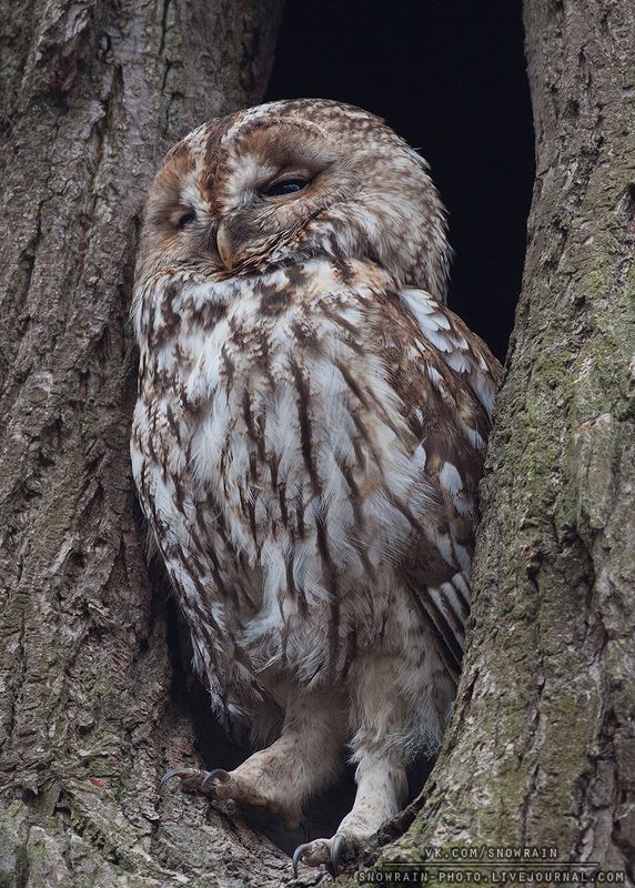 owl, wildlife, wildlife photography, анималистика, сова, птицы, фотоохота, birds, nature Серая неясыть фото превью