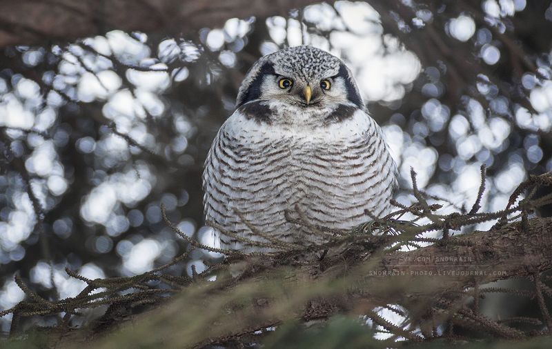 owl, wildlife, wildlife photography, анималистика, сова, фотоохота, birds, nature, птицы Ястребиная сова фото превью