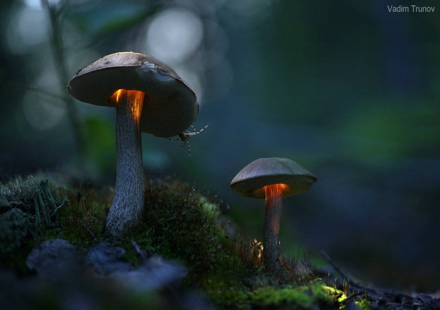 , Вадим Трунов