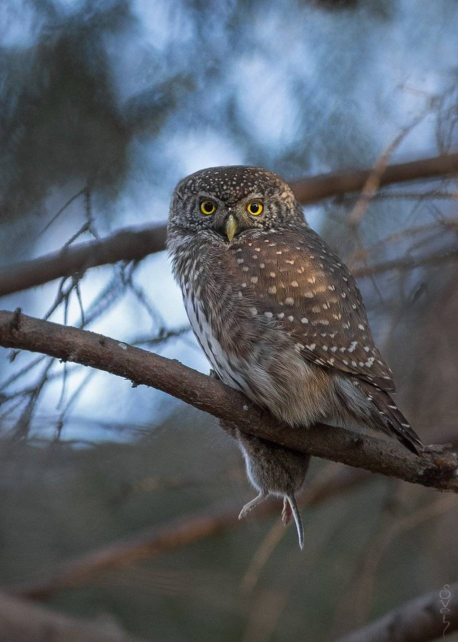 воробьиный сыч, Байбекова Светлана