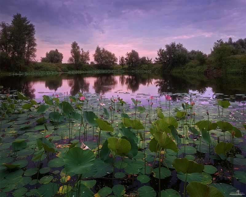 лотос Озеро лотосов фото превью