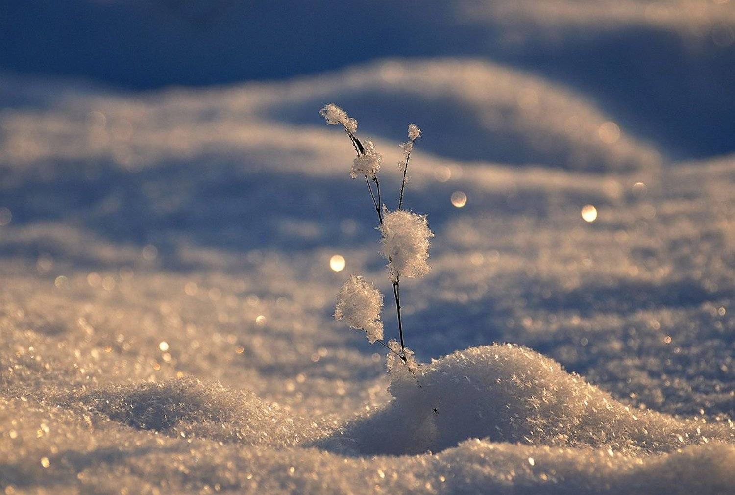 макро,снег,зима,природа, Наталия