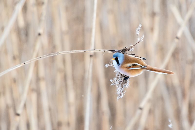 Усатая синица (лат. Panurus biarmicus). фото превью