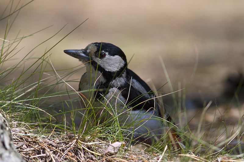 птицы,север,печора,коми,анималистика,дятел,природа,фауна,birds, north,pechora, komi, animalism,sparrow, nature, fauna, Спрятался фото превью
