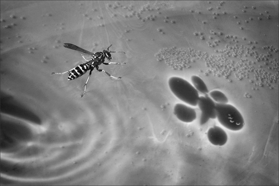 , Сергей Фудиненко