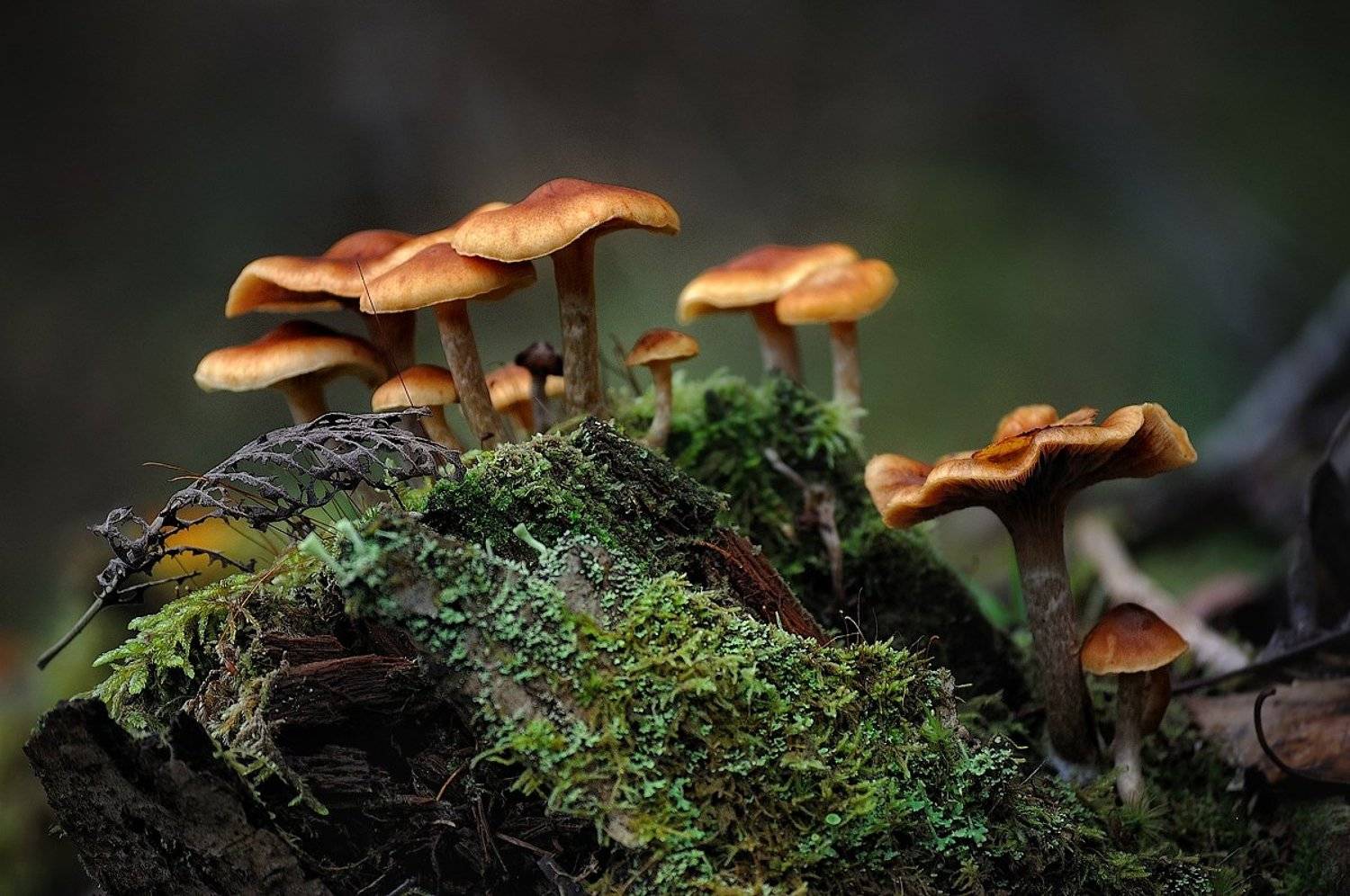 макро,грибы,лес, Наталия