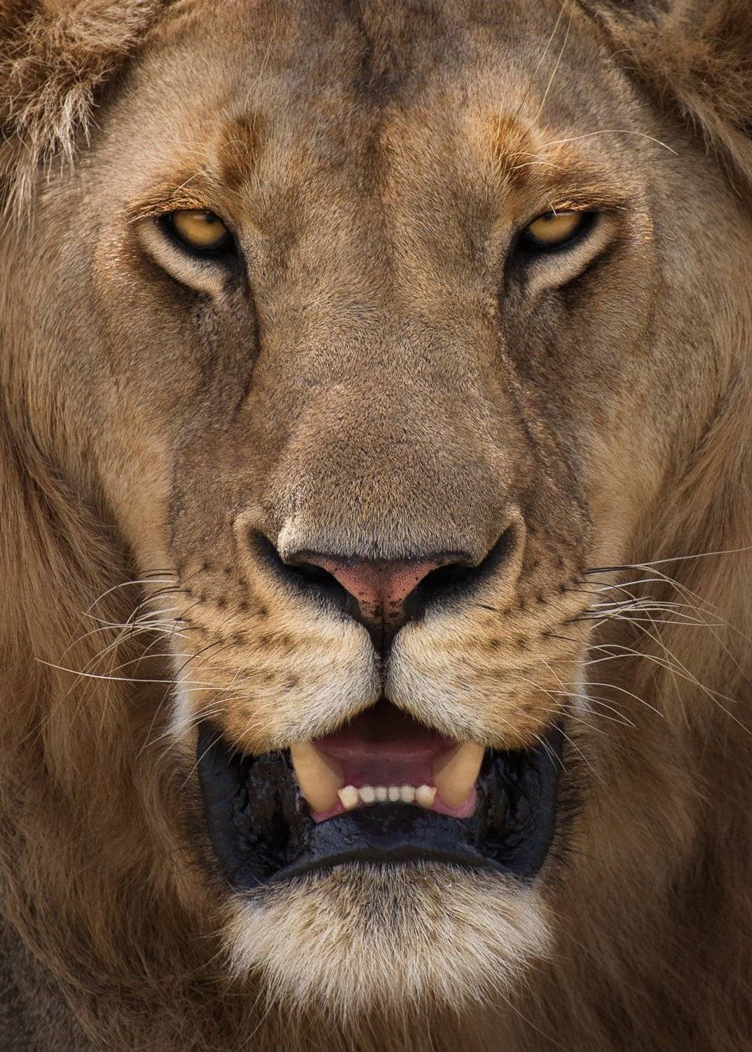 , Михаил Туркеев