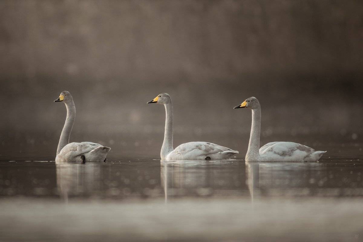 Cygnus cygnus, bird, wildlife,whooper swan, Wojciech Grzanka