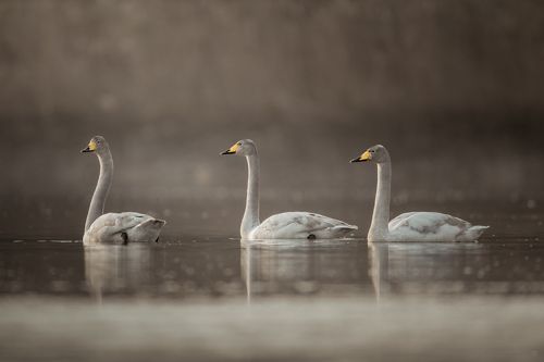 Bird vuvuzelas
