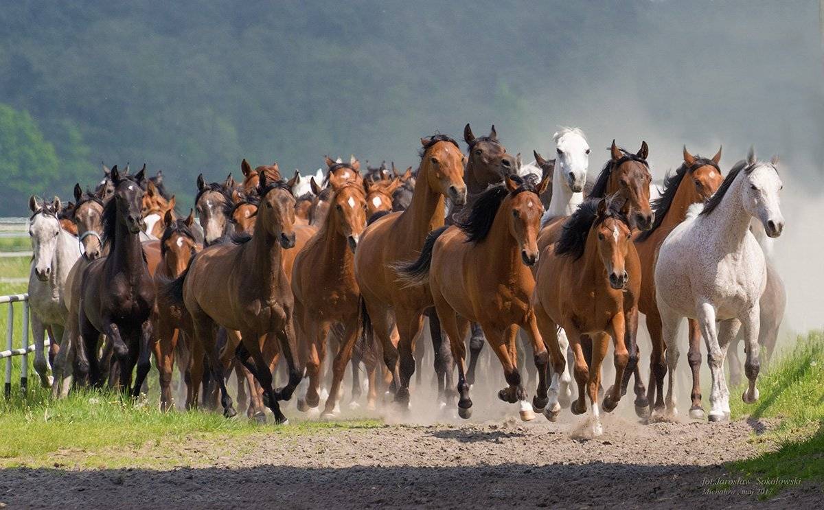 , Jarosław Sokołowski