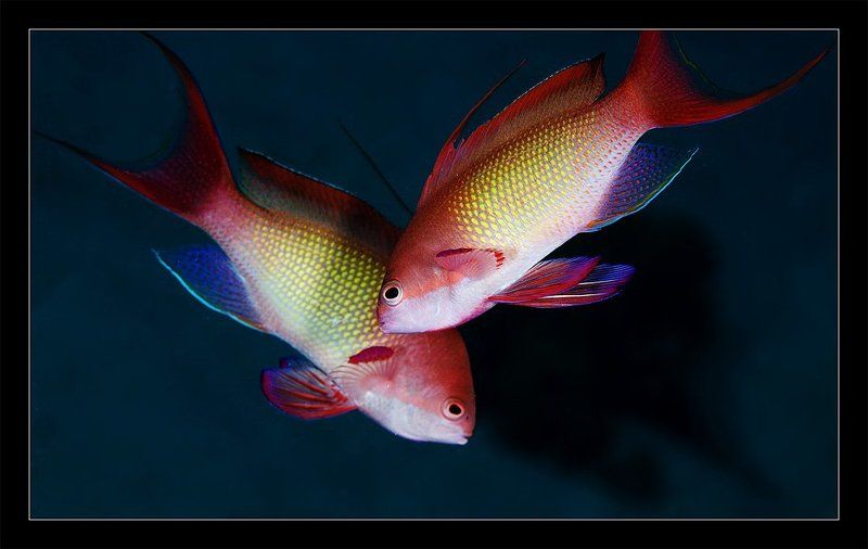 сказочные, окуньки, макро, дахаб, египет, красное, море Про сказочных окуньков фото превью